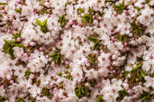 Flores de cerezo rosadas y blancas – Esencia Cerezo en Flor