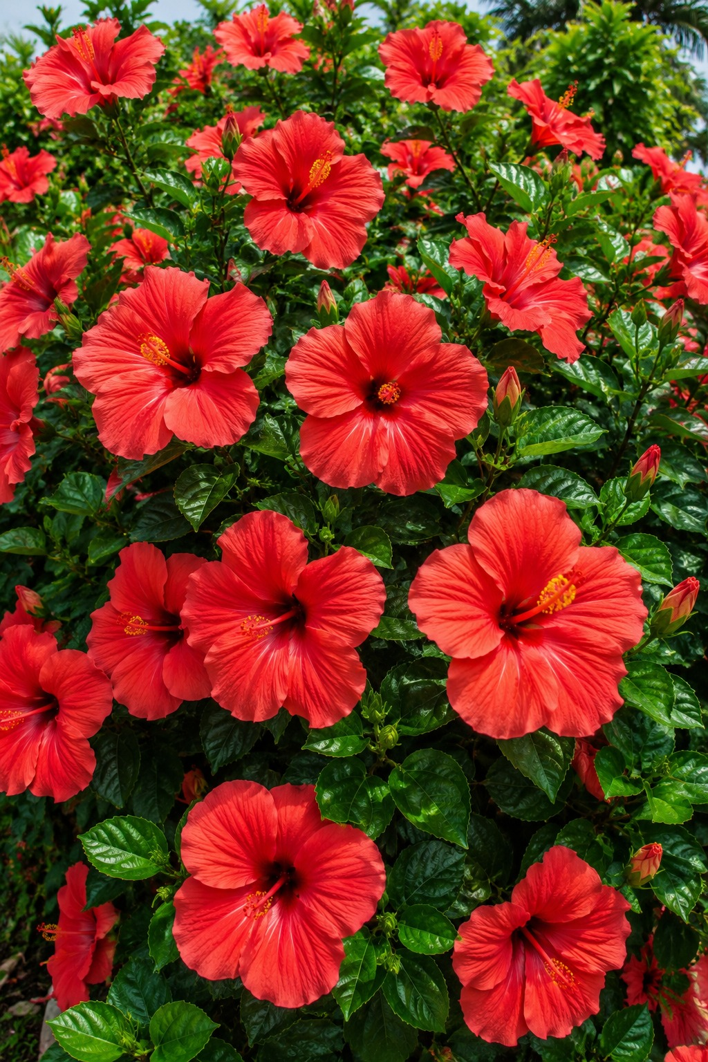 Flores rojas de hibiscus – Esencia Hibiscus